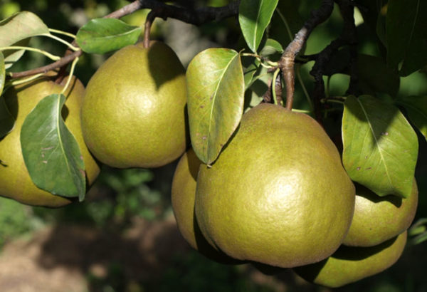 Poires Crassane encore sur l'arbre