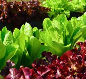 Salade verte dans le jardin
