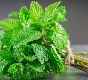 Menthe en botte sur fond gris foncé