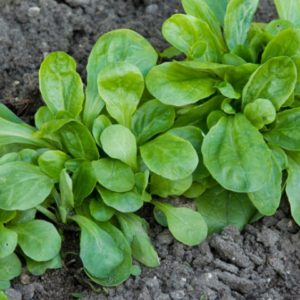 Salades encore dans la terre