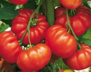 Tomate ancienne type coeur de boeuf ou marmande encore sur le pied de tomate
