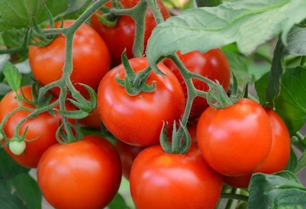 tomates grappe encore sur le pied de tomate