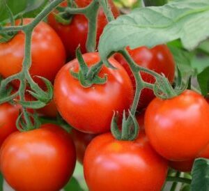 tomates grappe encore sur le pied de tomate