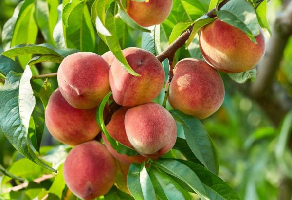 Pêche mûres et fraîche encore sur l'arbre