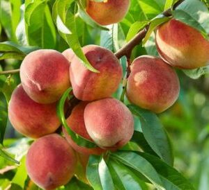 Pêche mûres et fraîche encore sur l'arbre