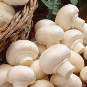 Champignons blancs de Paris fraichement nettoyés présentés sur une table