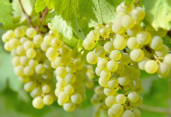 Raisin blanc frais en grappe sur la vigne