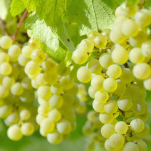 Raisin blanc frais en grappe sur la vigne