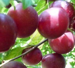Prune fraiches sur l'arbre