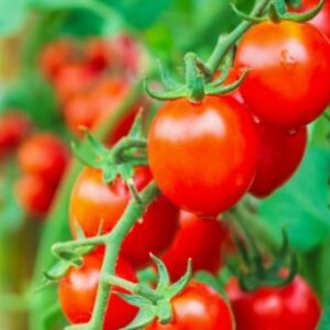 Tomate cerise fraîche encore sur leur plante