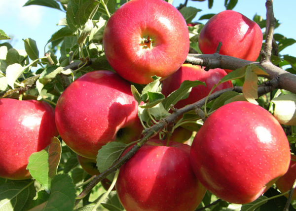 Pommes royal gala fraiche sur sa branche
