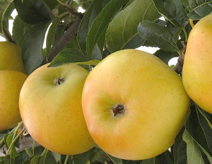 Pommes chanteclerc fraiches, encore sur leur branche