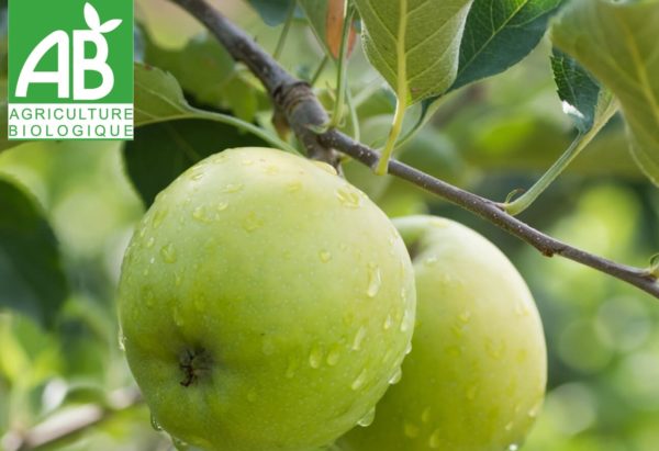 pomme granny bio encore sur l'arbre