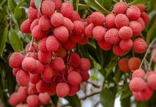 Litchis à cueillir sur leurs arbres