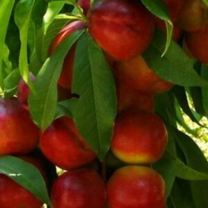 Nectarine de pêche sur son arbre avec des feuillages en fond