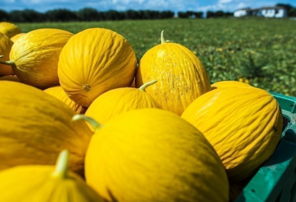 Melon jaune d'hiver dans une cagette avec un champ en fond et une fôret